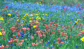 Landscape photo of wildflowers