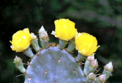 Flowering Cactus 